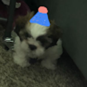 Meet your Posher, Cassie